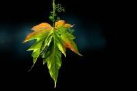 ����� ����� ��������� �����