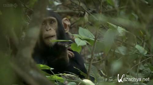 BBC: �������� - ���� �� �����? / BBC: Chimps of the Lost Gorge (2011 / HDTVRip)