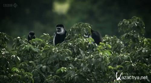 BBC: �������� - ���� �� �����? / BBC: Chimps of the Lost Gorge (2011 / HDTVRip)