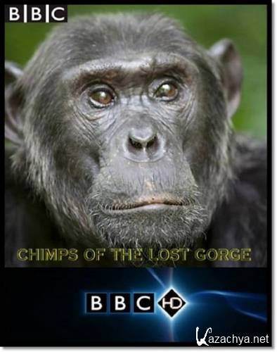BBC:  -   ? / BBC: Chimps of the Lost Gorge (2011) HDTVRip 720p