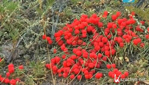 ���������� ���� ���� (2009 / SATRip)