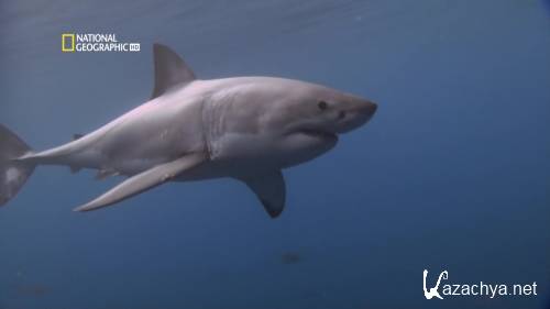 National Geographic. ����� ������� �������� ����. ������� ������� / National Geographic. World's deadliest animals. The Deep (2009) HDTVRip