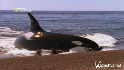 National Geographic. ����� ������� �������� ����. ������� ������� / National Geographic. World's deadliest animals. The Deep (2009) HDTVRip