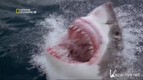 National Geographic.    .   / National Geographic. World's deadliest animals. The Deep (2009) HDTVRip