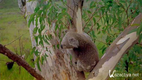  :  / IMAX - Wild Australia: The Edge (1996) BDRip 1080p