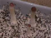 Mushroom Growing Made Easy /    [2003] VHSRip