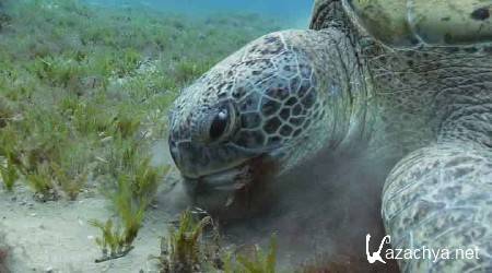 Королевство океанов. Народ Песков и Лесов - часть 2 / Kingdom of the Oceans (2011) HDRip Королевство океанов. Народ Песков и Лесов - часть 2 / Kingdom of the Oceans (2011) HDRip