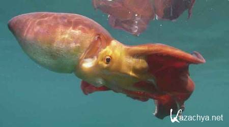 ����������� �������. ����� ������ � ����� - ����� 2 / Kingdom of the Oceans (2011) HDRip 