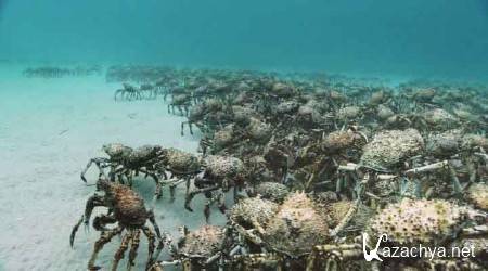 ����������� �������. ����� ������ � ����� - ����� 2 / Kingdom of the Oceans (2011) HDRip 