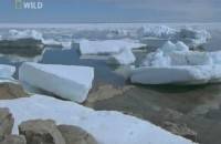    / Arctic Oasis. Canada's Southampton Island (2003) SATRip