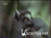   / A Lemur's Tale (1996) VHSRip