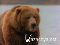   / Giant Bears of Kodiak Island (1994) TVRip
