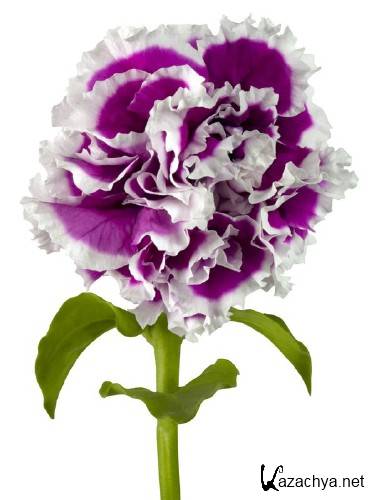 ��������: ����� - ��������