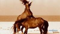     / Chasing wild horses (2008) HDTVRip