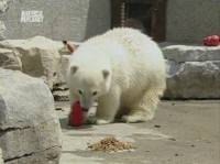  ...  / Growing up polar bear (2004) TVRip
