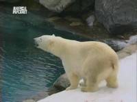  ...  / Growing up polar bear (2004) TVRip