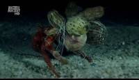  .   / Wild France. Treasures of the Deep (2011) TVRip