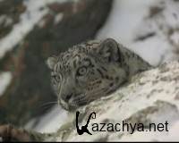    / Kingdoms of Survival. Mountains of the Snow Leopard (1997) SATRip