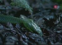  .   / Natural World. Typhoon Island (2004) SATRip