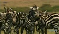    / Zebras on the Move (2009) HDTVRip