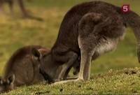  .   / Natural World. Ubiquitous kangaroo (2000) SATRip