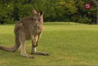  .   / Natural World. Ubiquitous kangaroo (2000) SATRip