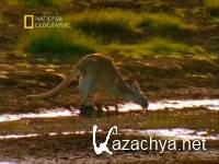 .    / Kakadu. Australia's Ancient Wilderness (1996) SATRip