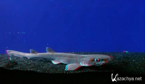 ����������: �������������� ����������� 3D / Galapagos: The Enchanted Voyage 3D (1999) DVDRip