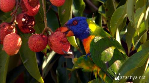 ���������: ������ �������� / Australia: Land of Parrots (2007) BDRip 1080p