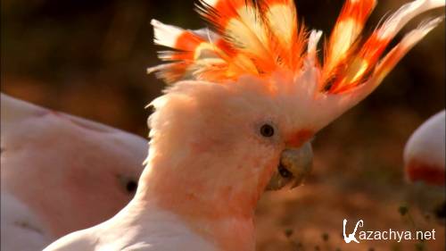 ���������: ������ �������� / Australia: Land of Parrots (2007) BDRip 1080p