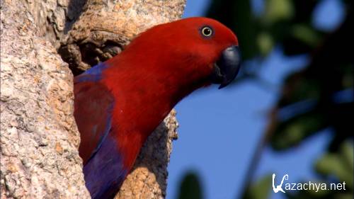 ���������: ������ �������� / Australia: Land of Parrots (2007) BDRip 1080p