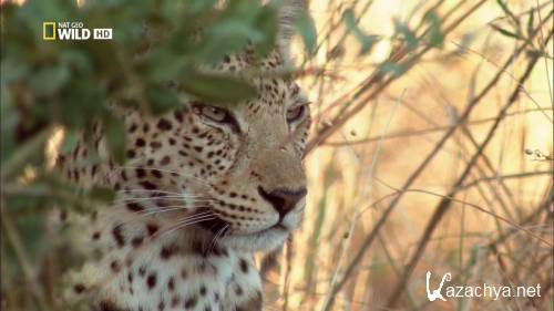 �������� ������ �������� / Leopards of Dead Tree Island (2010) HDTV 1080i