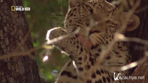 �������� ������ �������� / Leopards of Dead Tree Island (2010) HDTV 1080i