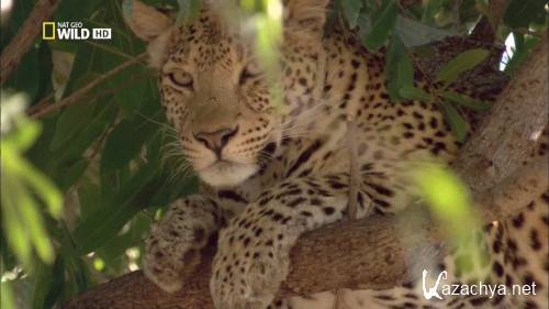 �������� ������ �������� / Leopards of Dead Tree Island (2010) HDTV 1080i