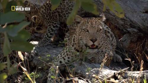 �������� ������ �������� / Leopards of Dead Tree Island (2010) HDTV 1080i