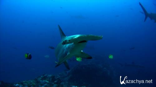  :  - / National Geographic Special: Hammerhead Highway (2008) BDRip 720p