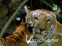  .    / Natural World. Tigers of the Emerald Forest (2003) SATRip