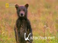 .   / Kamchatka. Siberia's Forbidden Wilderness (1999) SATRip