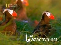 .   / Kamchatka. Siberia's Forbidden Wilderness (1999) SATRip