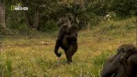     / My Gorilla Life (2011) HDTVRip (720p)