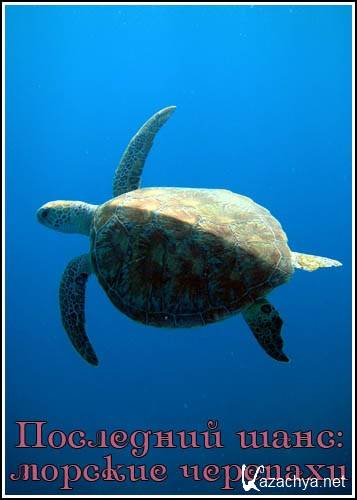  :   / Final Chance To Save: Sea Turtles (2006) IPTVRip