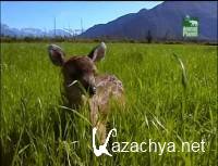  ...  / Growing up sitka deer (2007) TVRip