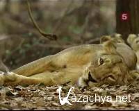  .    / Natural World. The Last Lions of India (2006) SATRip