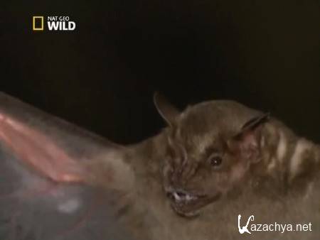 ������� ������ �������. �������� ����� / Man v Monster. Flying Demon (2011) SATRip