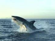 BBC: 10    (2  2) / BBC: Ten Deadliest Sharks  (2001/DVDRip)