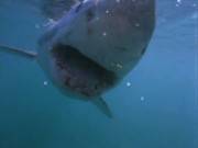 BBC: 10    (2  2) / BBC: Ten Deadliest Sharks  (2001/DVDRip)