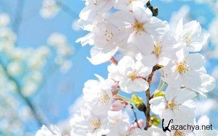 Коллекция обоев на тему Макро-съемка Коллекция обоев на тему Макро-съемка