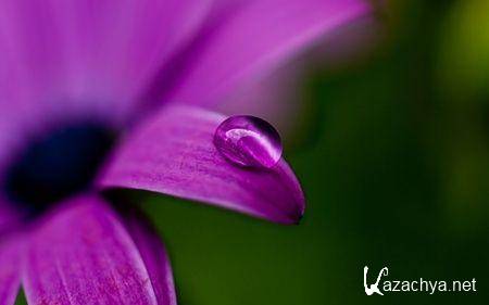 Коллекция обоев на тему Макро-съемка Коллекция обоев на тему Макро-съемка