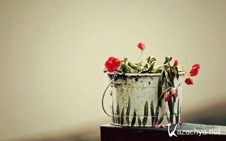 Коллекция обоев на тему Макро-съемка Коллекция обоев на тему Макро-съемка