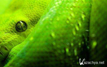 Коллекция обоев на разную тематику №42 Коллекция обоев на разную тематику №42